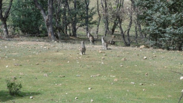 kangaroos at Mugga Mugga