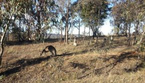 Oakey Hill kangaroos