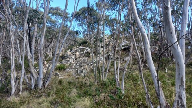 Tidbinbilla Moutain